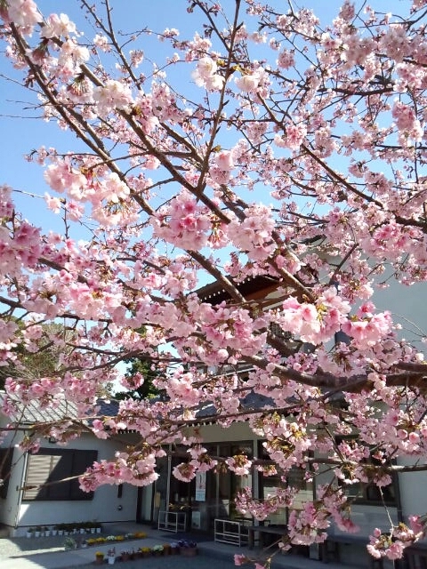 龍華寺の桜2.jpg