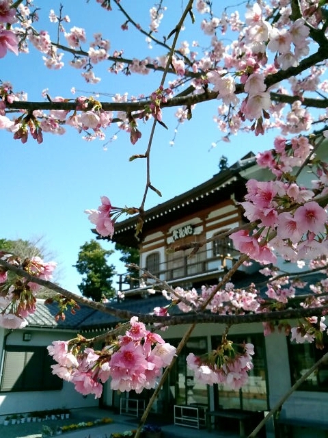 龍華寺の桜１.jpg